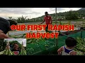 Download Lagu Harvesting radish with bunso | Nakarami din kami | Pati dahon may pakinabang