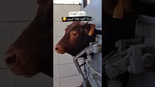 حتحبو الفيديو ذبح عجول و فرحة عيد الأضحى في قطاع غزة عجول العيد عيد عيد الاضحى عيد الأضحى 