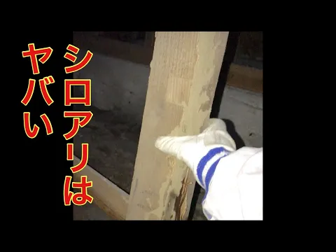 シロアリ駆除お任せ下さい！【業界10年以上！完全自社対応◎】年中無休で対応中！