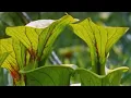 Download Attenborough: Venus Fly Trap | BBC Earth mp4 3gp mp3 videos - waplic