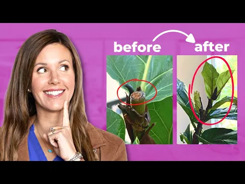 Download MP3 Fiddle Leaf Fig Pruning: Easy Tips You Must Know