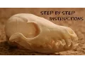 How To Clean A skull The Easy Way - Step By Step Instructions