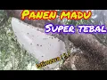 Download Lagu penemuan sarang lebah liar apisdorsata super tebal pull segel