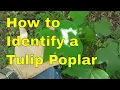 How To Identify a Tulip Poplar Tree