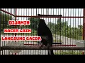 Download Lagu DIJAMIN KACER LAIN LANGSUNG GACOR DOR, BEGITU DENGAR KACER BUKPAR JERNIH INI