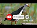दाव गुरगुवा गाबनाय ।। White Breasted Waterhen Call 101% work😊 ।। dao gurguwa gabnai #lorgofun