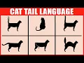 How to Read Your Cat s Tail Language