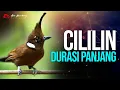 Download Lagu MASTERAN CILILIN GACOR DURASI TEMBAKAN PANJANG
