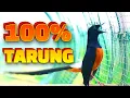 Lagu 100% TOPCER dan IKUT TARUNG BONGKAR ISIAN dengan murai batu SUPER INI