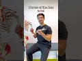 Nerves of the Arm in 60s from my MSK guide