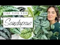 How To Make Your Scindapsus Flourish TOP TIPS For Scindapsus Pictus