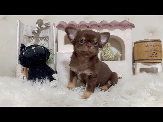動画