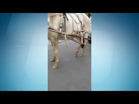 Carroceiro é preso por circular com cavalo machucado em Itajaí