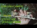 Suara pikat jenggot mini ampuh hasil melimpah