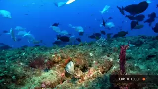 Download Nature's wonders: Coral reefs in HD MP3