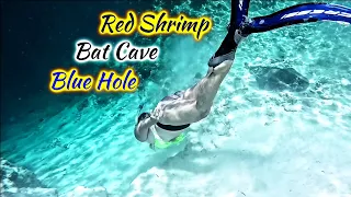 SDA189 Red Shrimp, Baby Bats & 663 Feet of Nope, Dean’s Blue Hole, Bahamas