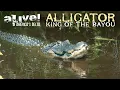 Alligator King of the Bayou Alive In America s Delta
