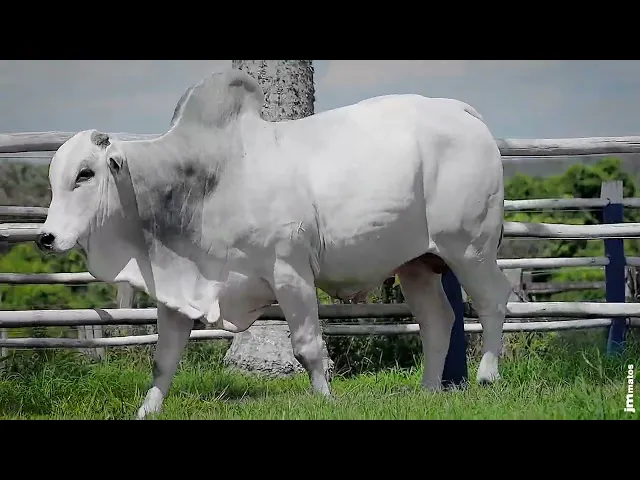 Touro Nelore SGN - 2584