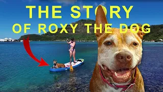 The Story of Roxy the Sailing Dog – A dog living on a sailboat for 5 years [Ep. 169]