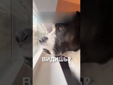 Пранкует пёсика 😂 #истории #история #новости #новость #shorts