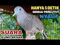 Download Lagu Perkutut Lokal Gacor Suara Kung Besar Pancingan Burung Perkutut Agar Bunyi.