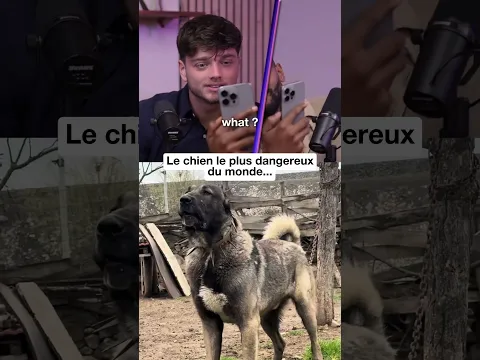 Le chien le plus dangereux du monde