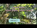 Lagu Suara Pikat Sogon Ribut Untuk Sogon Susah Turun