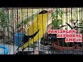 Download Lagu TELER KONSLET!!! KEPODANG EMAS GACOR SUARA LANTANG BONGKAR ISIAN MEMBUAT LAWAN EMOSI