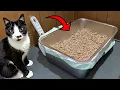 Pine Pellet Sifting Box Review Game Changer for Cat Owners