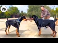 Rottweiler vs Doberman Which Is Best