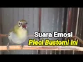 Download Lagu Makin Naik Suara Emosi Burung Pleci Bustomi Gacor Lihat Respon Pleci Anda Bunyi Keras (29/6/24)