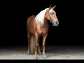 Palomino Missouri Foxtrotter MFTHBA For Sale on Thehorsebay com