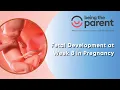 Fetal Development at Week 8 in Pregnancy