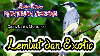 Download SUARA KICAU BURUNG MANTENAN PADANG COCOK UNTUK MASTERAN‼️ MP3