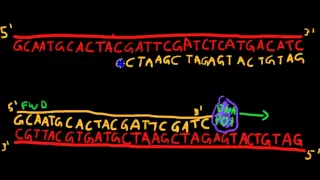 Primer Design for PCR