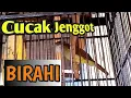 suara cucak jenggot birahi
