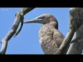 Tropical bird makes first ever appearance in Ohio