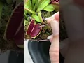 Lagu How does a carnivorous plant FUNCTION? Dionaea VFT TRAPS flytrap