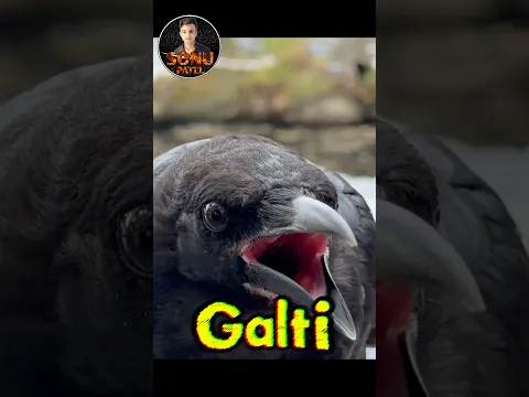 Never Mess With a Crow! 🐦⬛😱 It Will Remember Your Face Forever! #shorts
