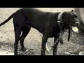 The Real Alligator Pitbull Terrier The Plumbers Way Season 3 Episode 8