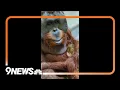 Download Lagu Denver Zoo orangutan Berani dies at 32