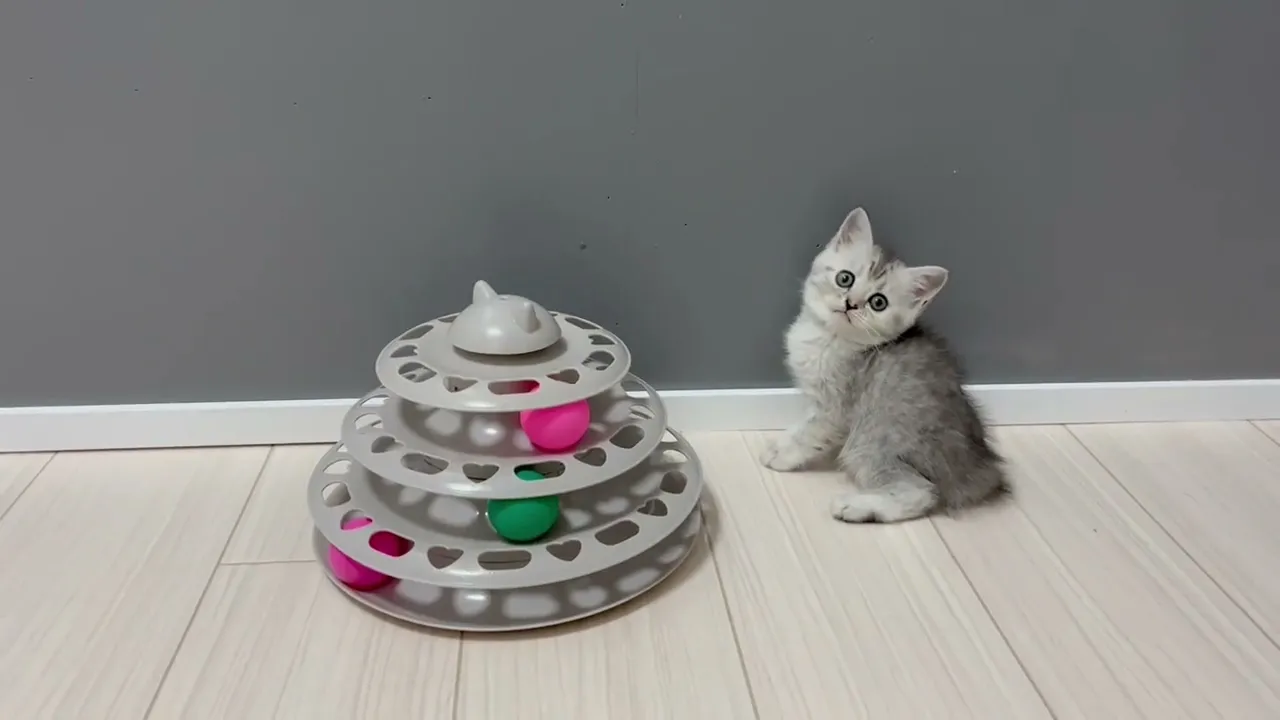 動画
