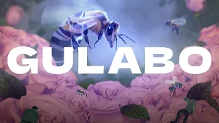 gulabo arpit bala bhappa a o d d 0 official visualiser 