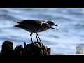 Hudsonian Godwit and birdlife on boundary bay September 25 2020