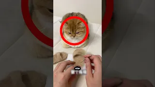 القطط تريد احذية مثل اختها 