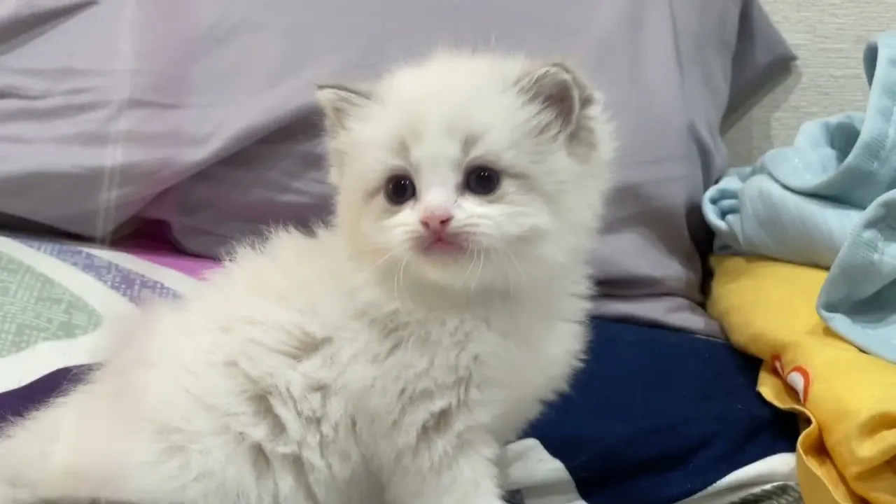 動画