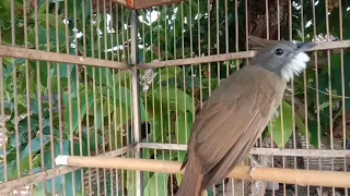 cucak jenggot sumatra gacor memanggil lawan cucakjenggotsumatra