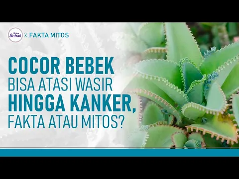 Jangan Asal Gunakan Tanaman Cocor Bebek! Ini Faktanya