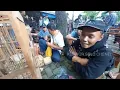 Lagu Jalan-Jalan ke Pasar Burung Tradisional | Banyak Burung Langka?