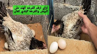 الطريقه الصحيحه لترقيد الفرخه على البيض وتطلع كل البيض 